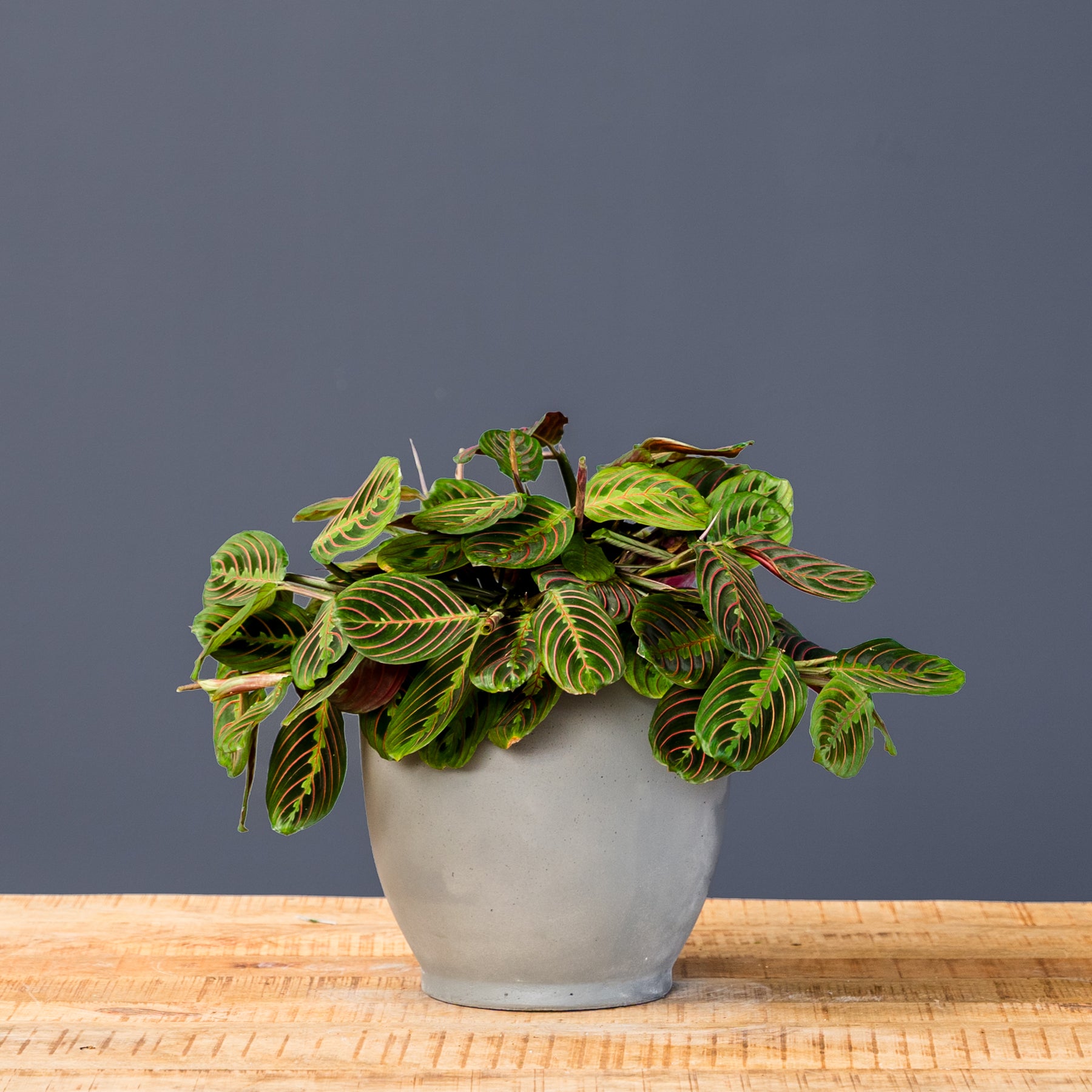 trailing prayer plant Prayer Plant