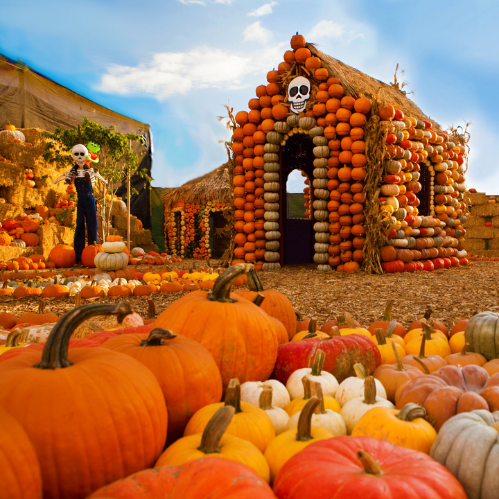 October 20th | Mr. Bones Succulent Pumpkin Workshop