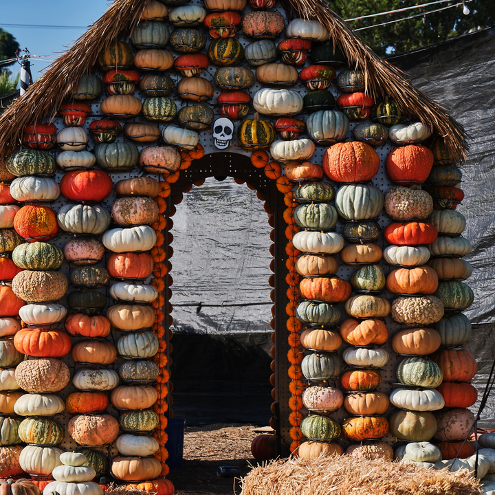 October 20th | Mr. Bones Succulent Pumpkin Workshop