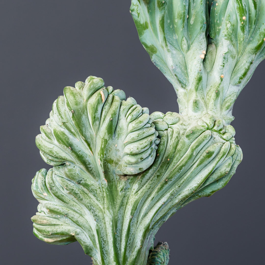 Crested Whortleberry Cactus (Myrtillocactus geometrizans var. 'Crest Elite') 3 gal