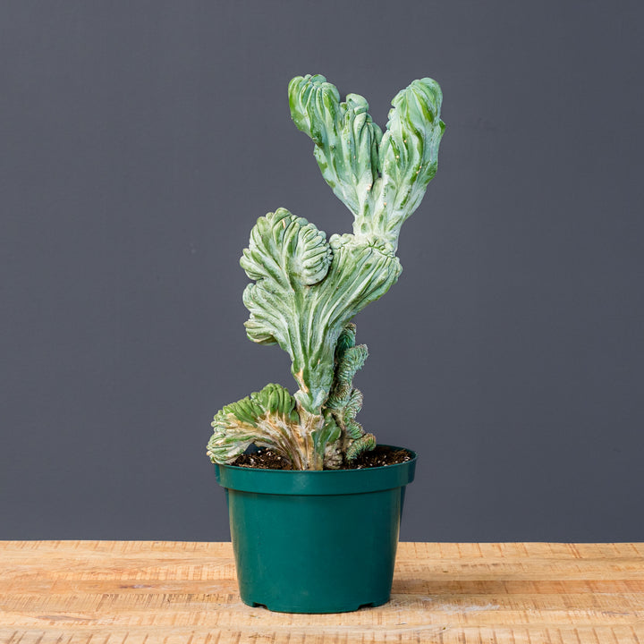 Crested Whortleberry Cactus (Myrtillocactus geometrizans var. 'Crest Elite') 3 gal