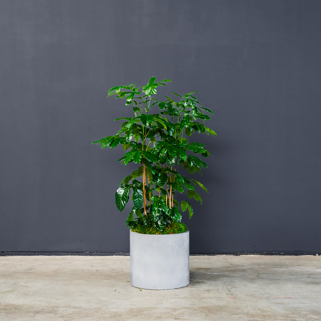 mahogany indoor plant Natal Mahogany (Trichilia emetica)