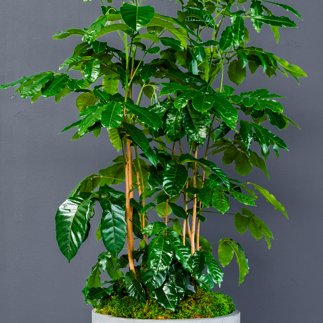 mahogany indoor plant Natal Mahogany (Trichilia emetica)