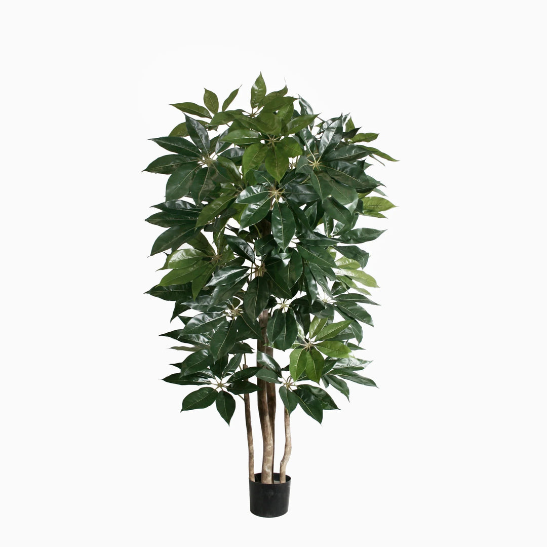 money tree vs schefflera Giant Schefflera Tree (Faux) – Rolling Greens