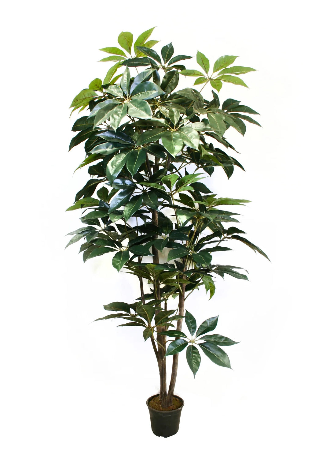 schefflera arboricola large Giant Schefflera Tree (Faux)