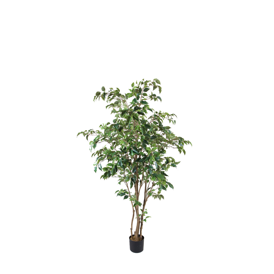 Ficus Tree Multi Trunk (Faux) – Rolling Greens
