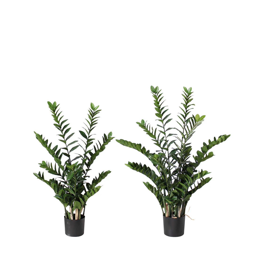 faux zz plant ZZ Plant (Faux) – Rolling Greens