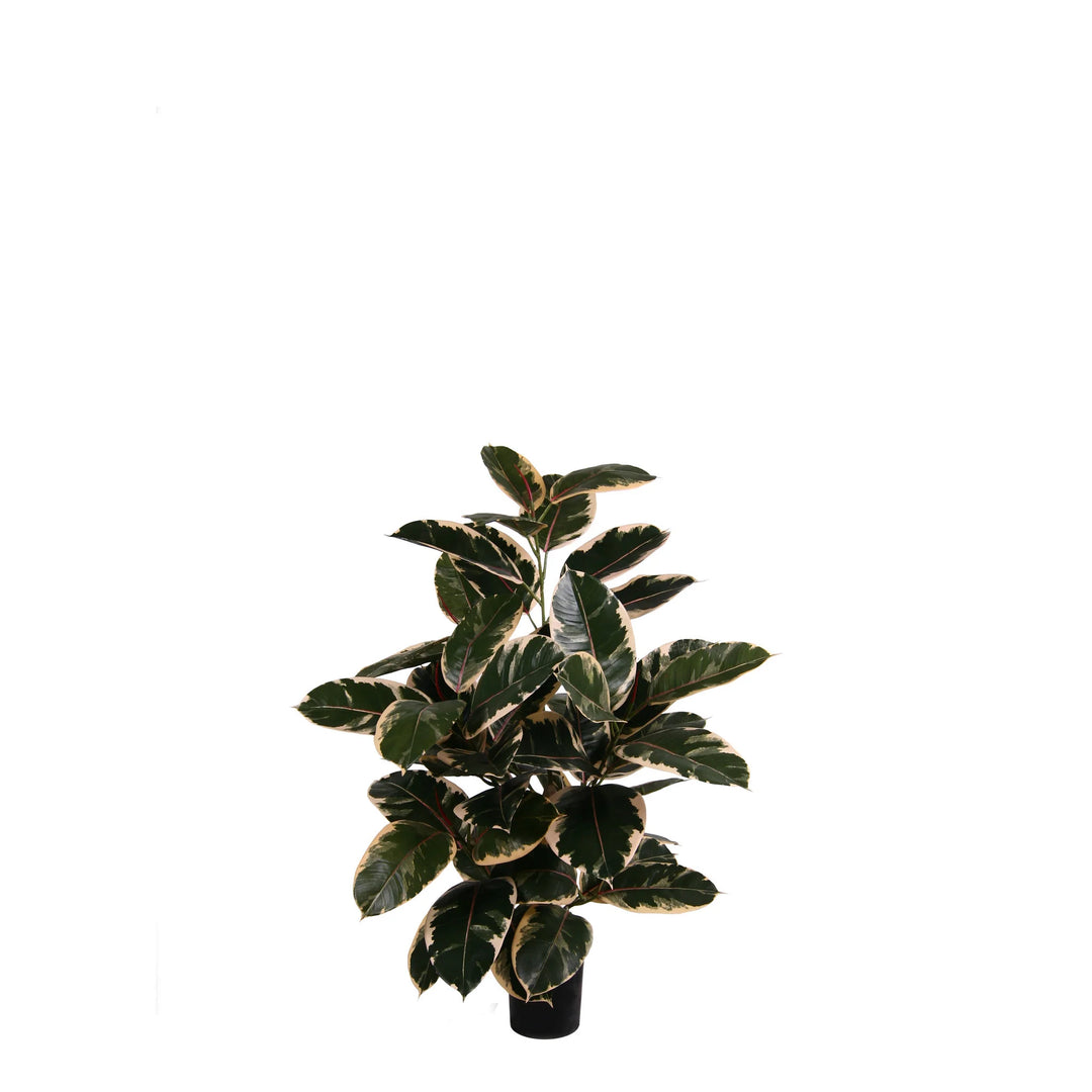 Ficus Elastica Rubber Tree Green/White 3 ft (Faux)
