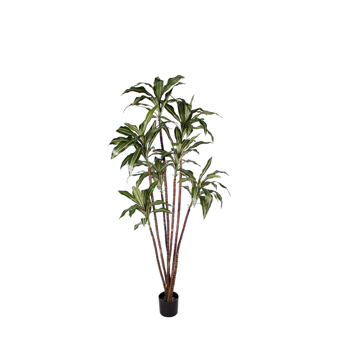 faux dracaena Dracaena Warnecki (Faux) – Rolling Greens