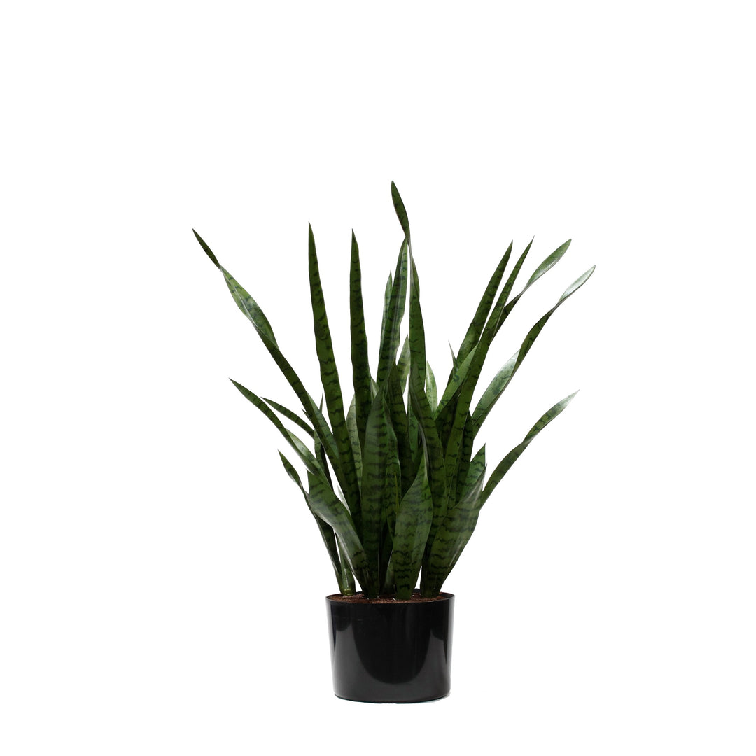 Sansevieria in Pot Green 45" (Faux)