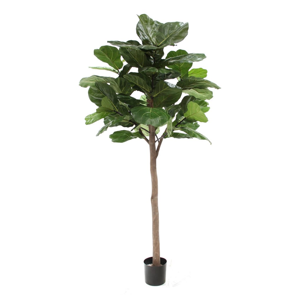 faux fiddle leaf fig tree large Giant Trunk Fiddle Leaf Fig (Faux) 7 ft