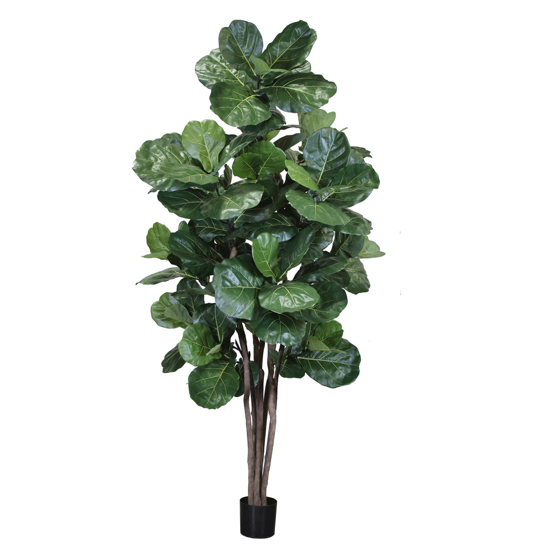 fiddle leaf fig with multiple trunks Fiddle Leaf Fig Multi Trunk (Faux)
