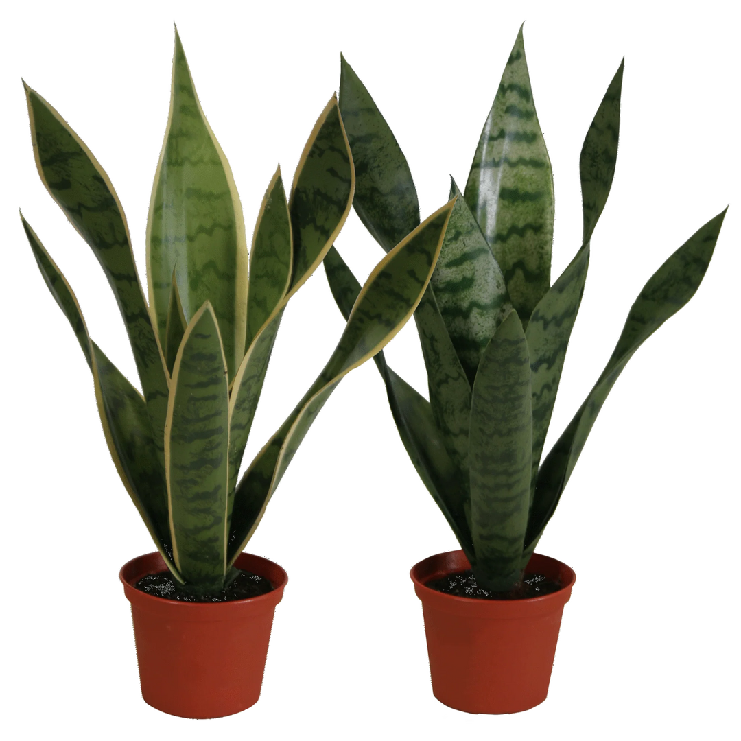small faux snake plant Sansevieria In Pot Small (Faux) – Rolling Greens