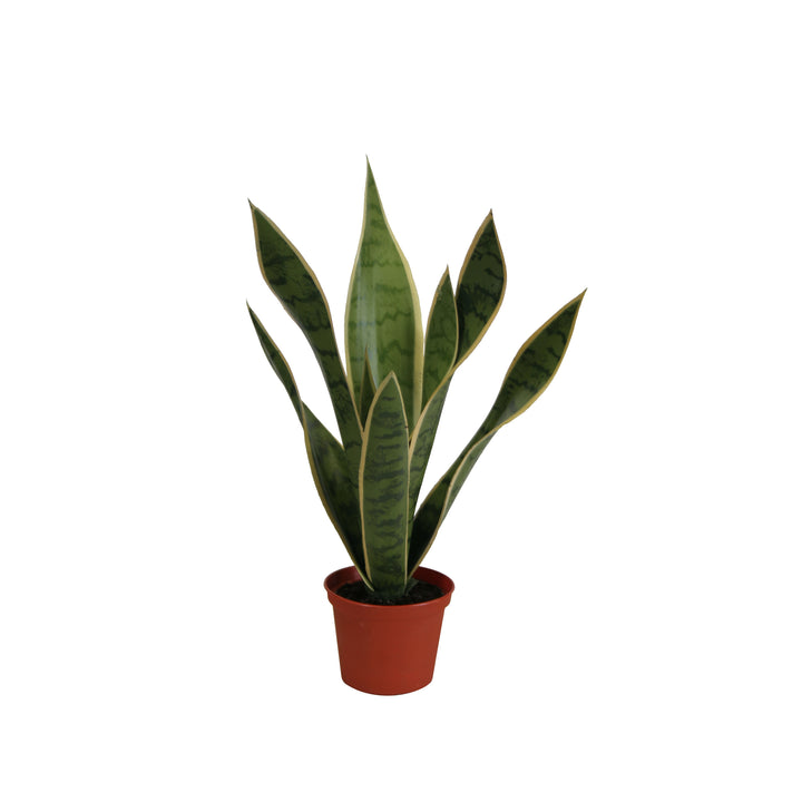 Baby Sansevieria in Pot (Faux)