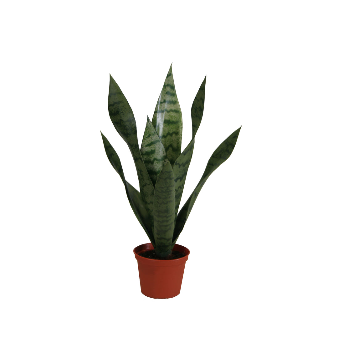 small faux potted plants Sansevieria In Pot Small (Faux) – Rolling Greens