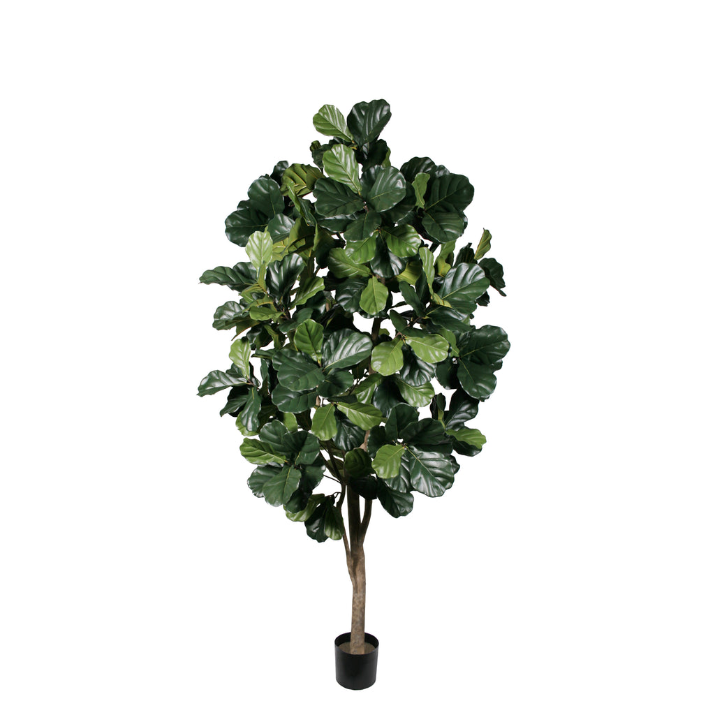 potted plants indoor Hardy Houseplants Duo, Small/Medium in Black | Grant