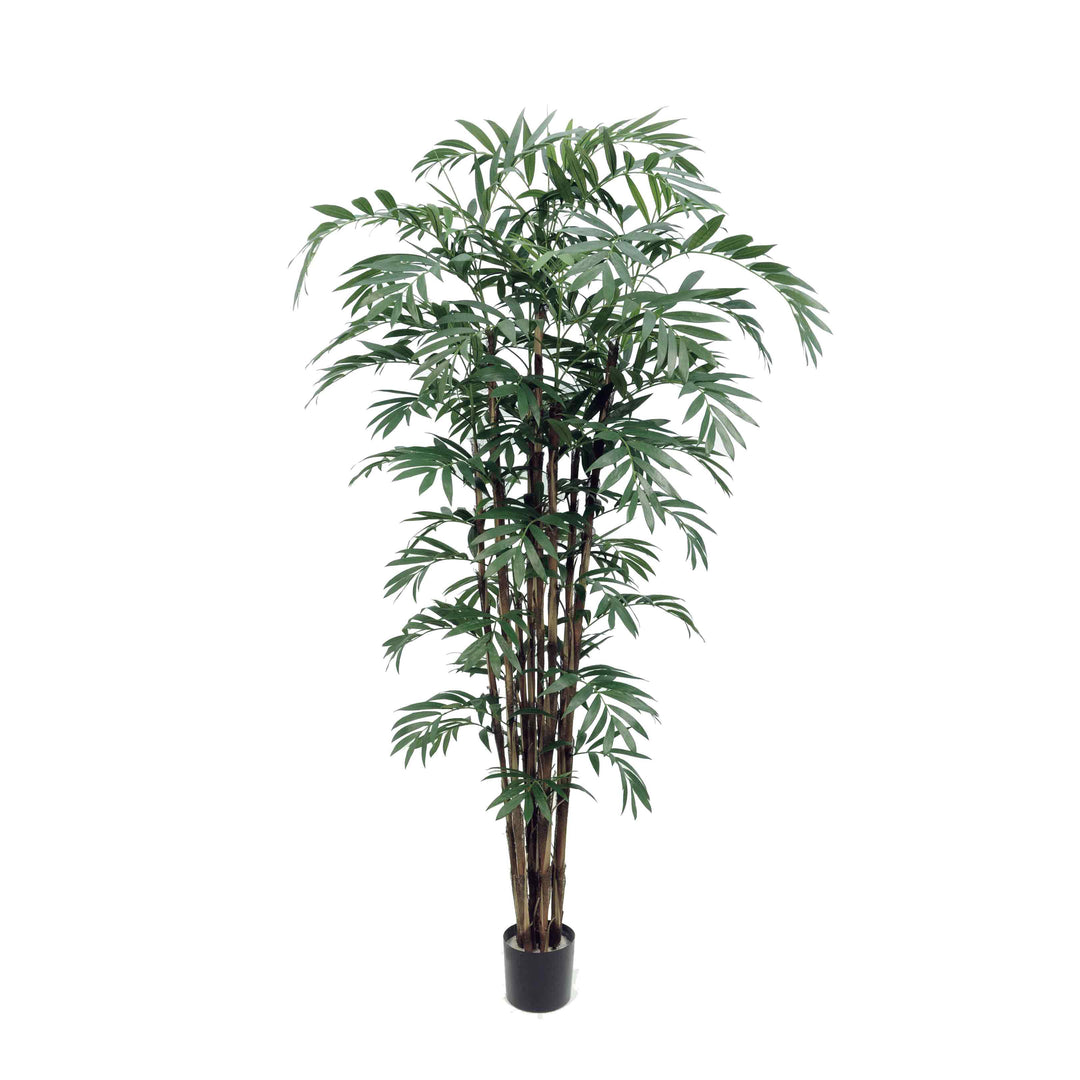 buy bamboo palm plant Palm