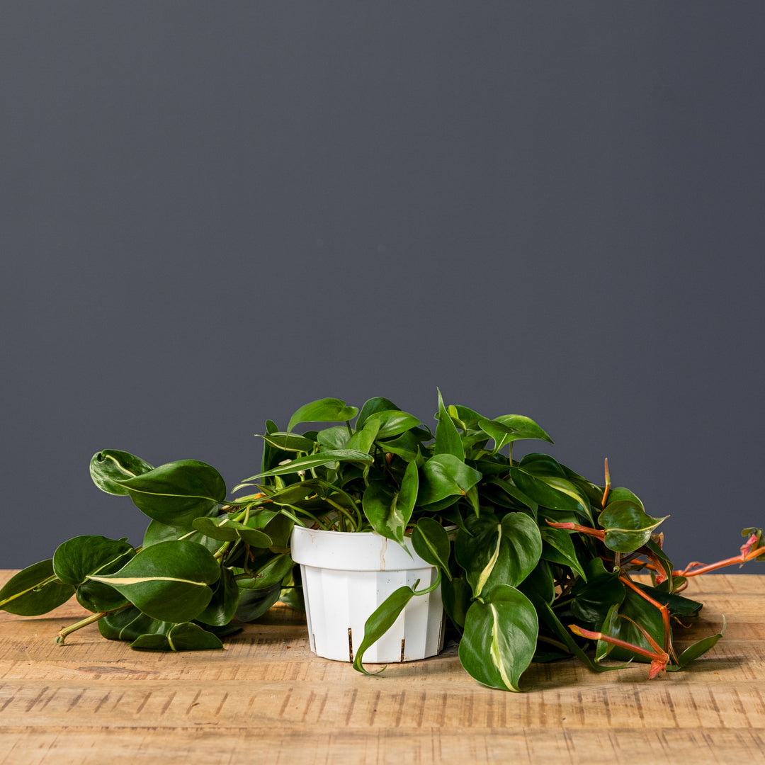 philodendron brasil outdoor Philodendron Brasil (Philodendron hederaceum) – Rolling Greens
