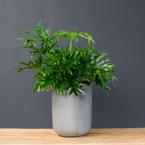 Philodendron Lickety Split (Philodendron bipinnatifidum)  Rolling Greens