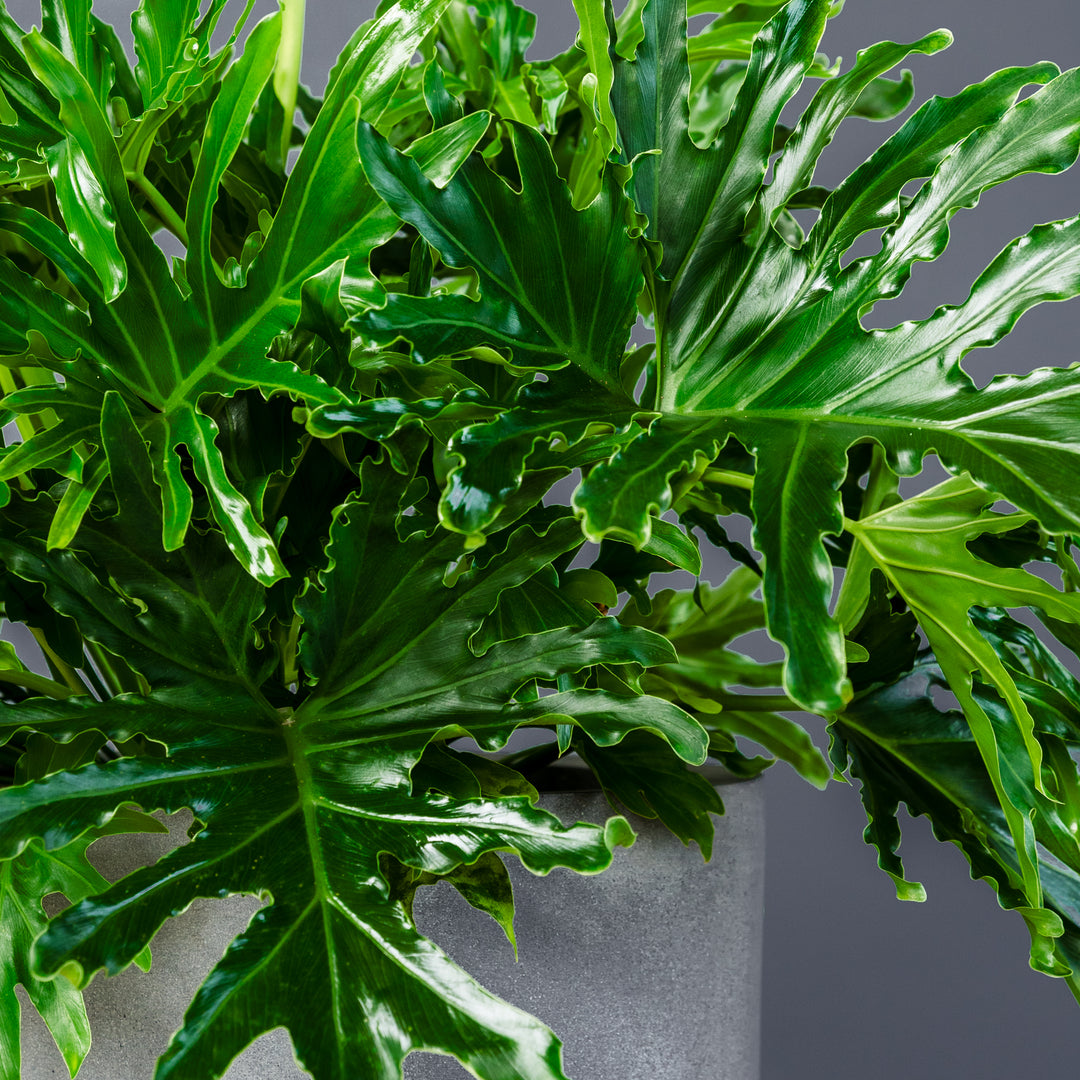 philodendron bipinnatifidum leaf care Philodendron Lickety Split (Philodendron bipinnatifidum)