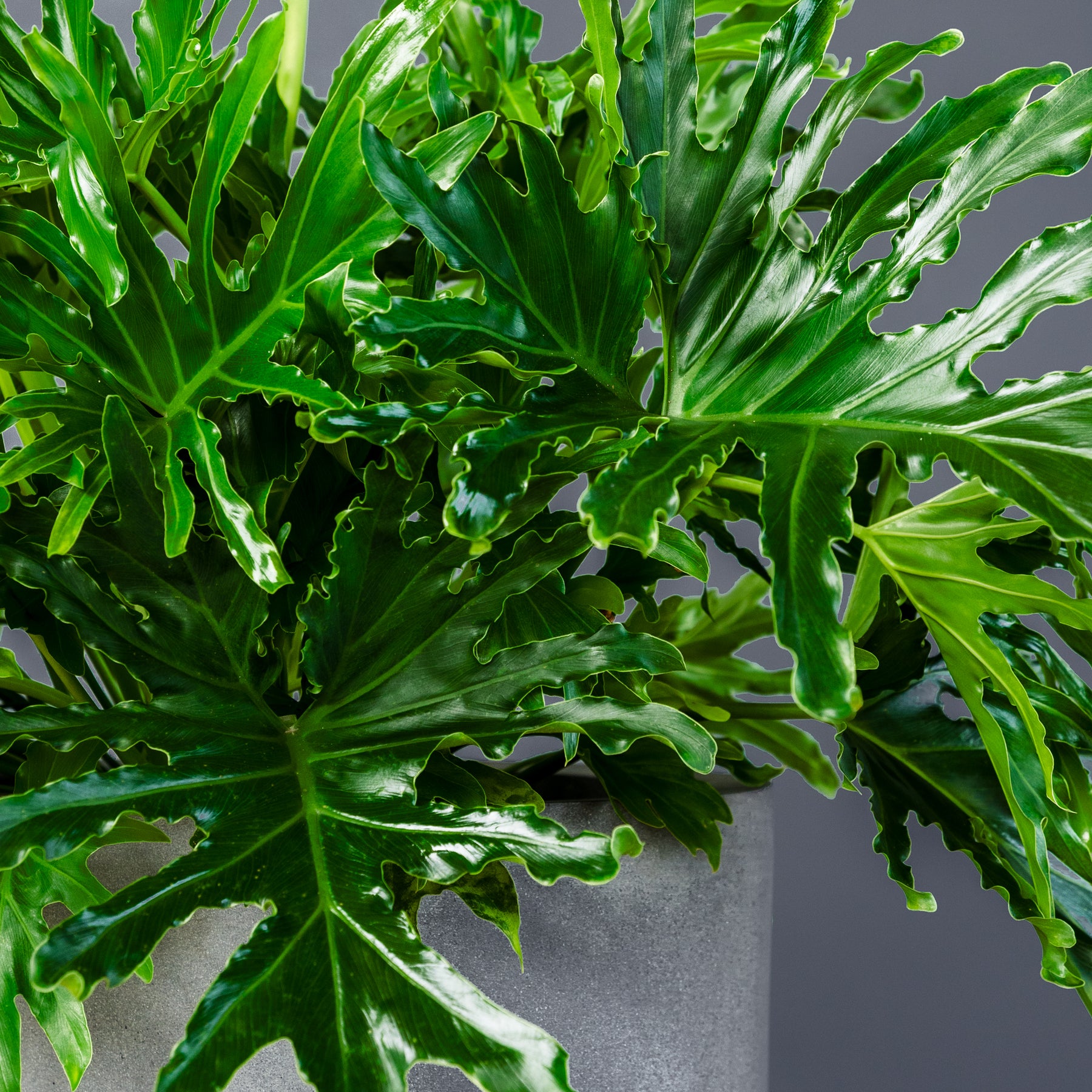 lickety split philodendron name Philodendron Lickety Split (Philodendron bipinnatifidum)