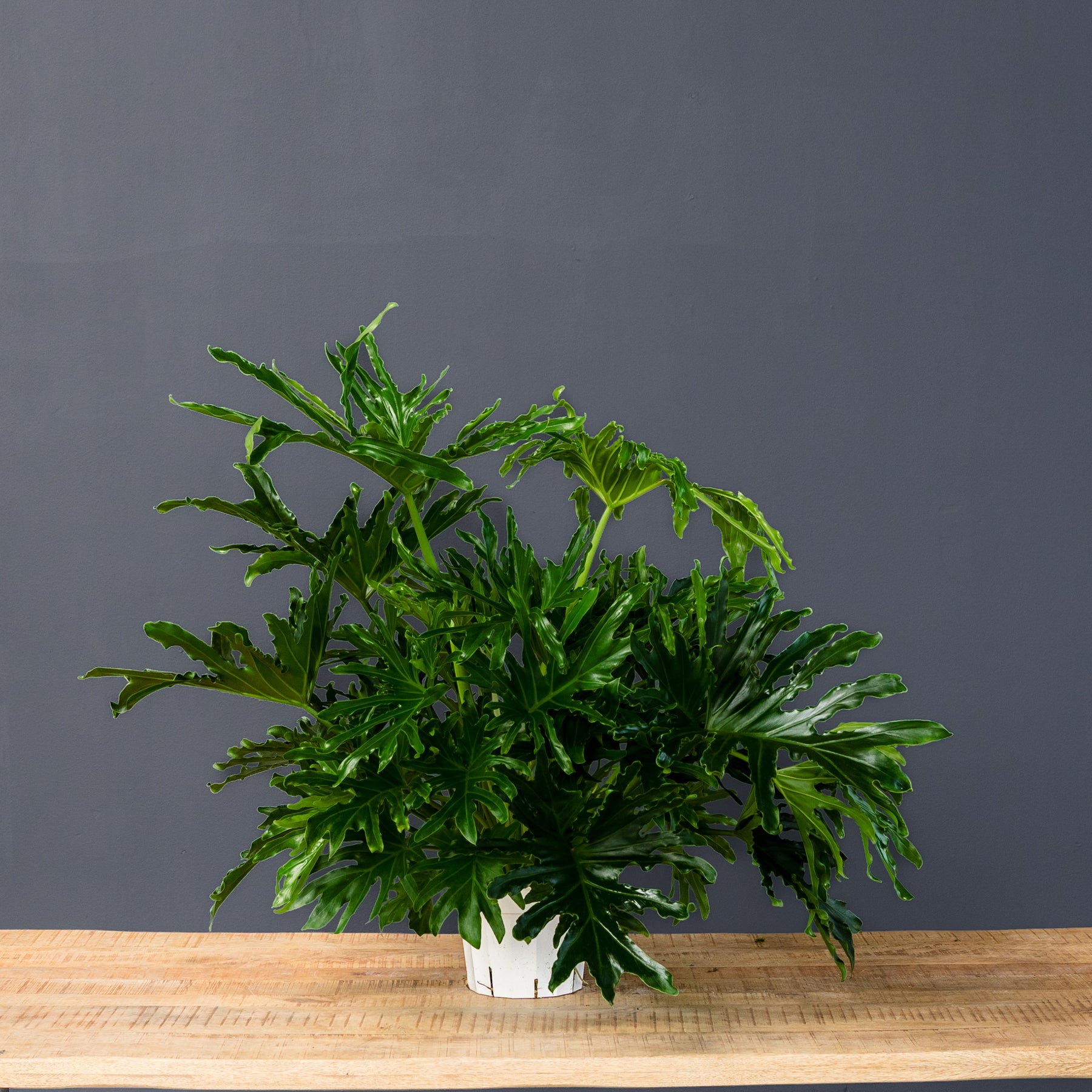 squid leg philodendron Philodendron Lickety Split (Philodendron bipinnatifidum) – Rolling Greens