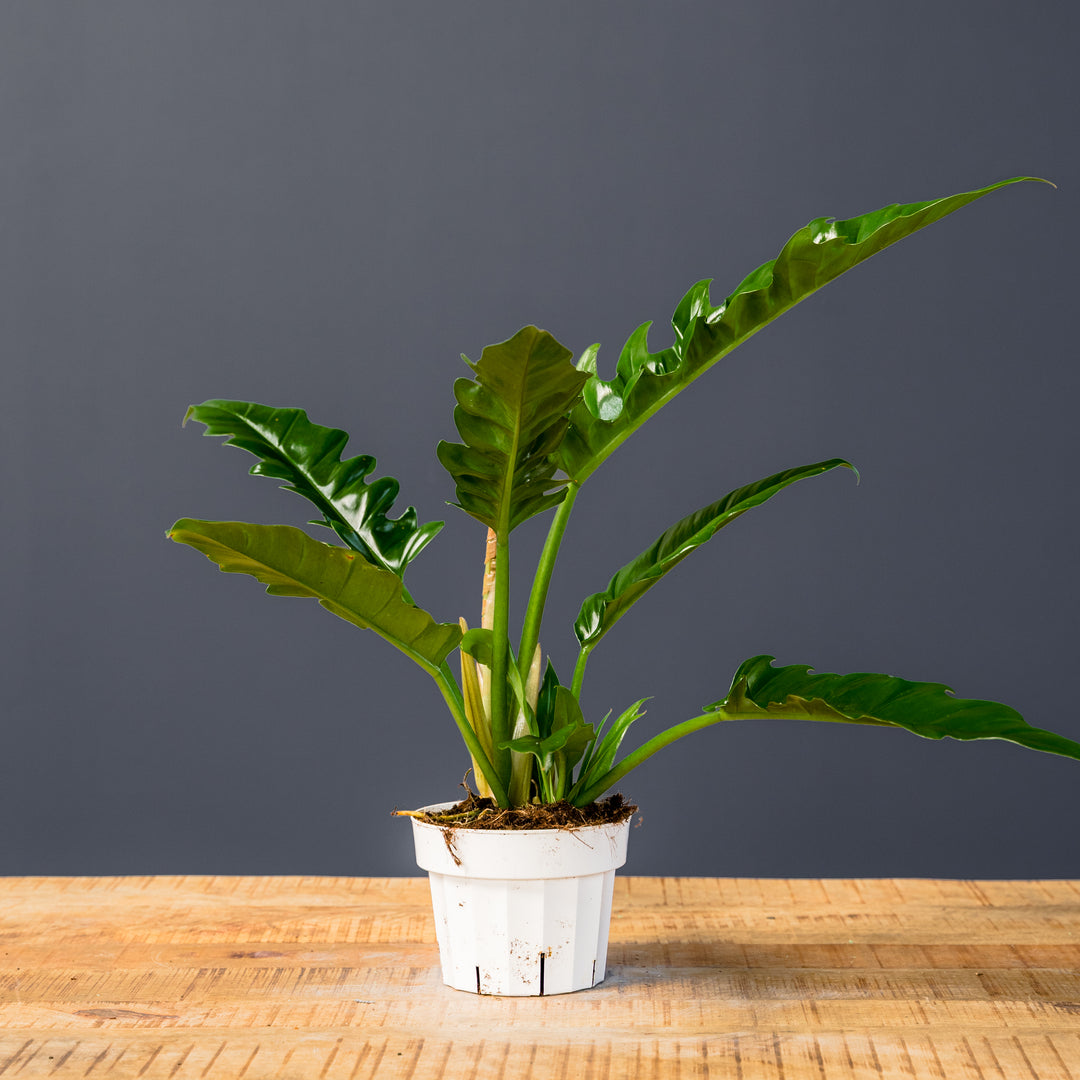 narrow philodendron Philodendron Narrow (Philodendron selloum 'Narrow')
