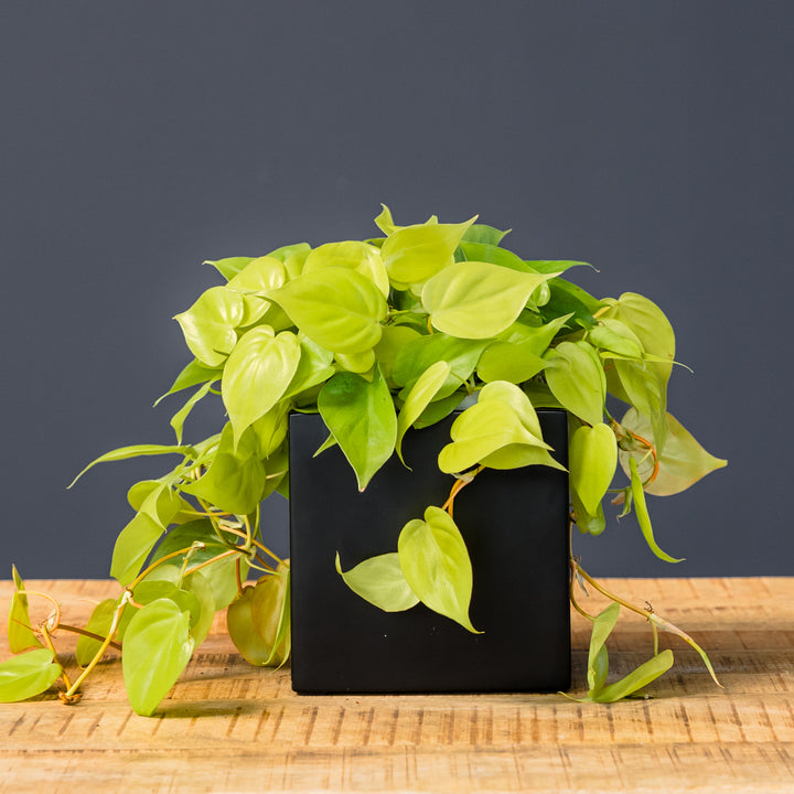 Philodendron Neon (Philodendron hederaceum 'Neon') 6 inch