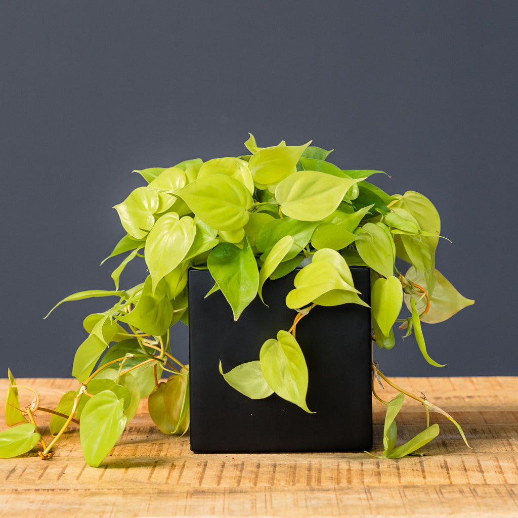 neon philodendron leaves feel soft Philodendron Neon (Philodendron Hederaceum 'Neon') – Rolling Greens