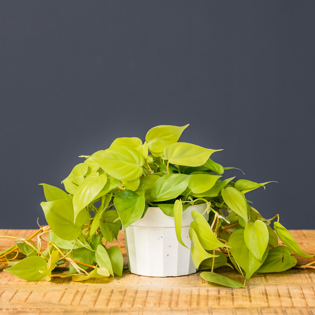 neon philodendron yellow leaves Philodendron Neon (Philodendron Hederaceum 'Neon')