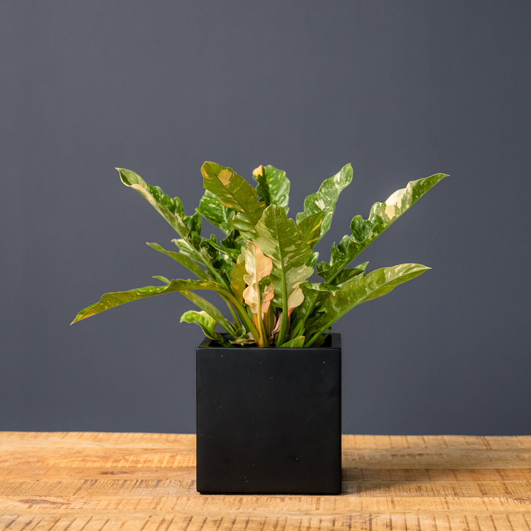 ring of fire plant philodendron Philodendron Ring of Fire (Philodendron serratum) 10 in
