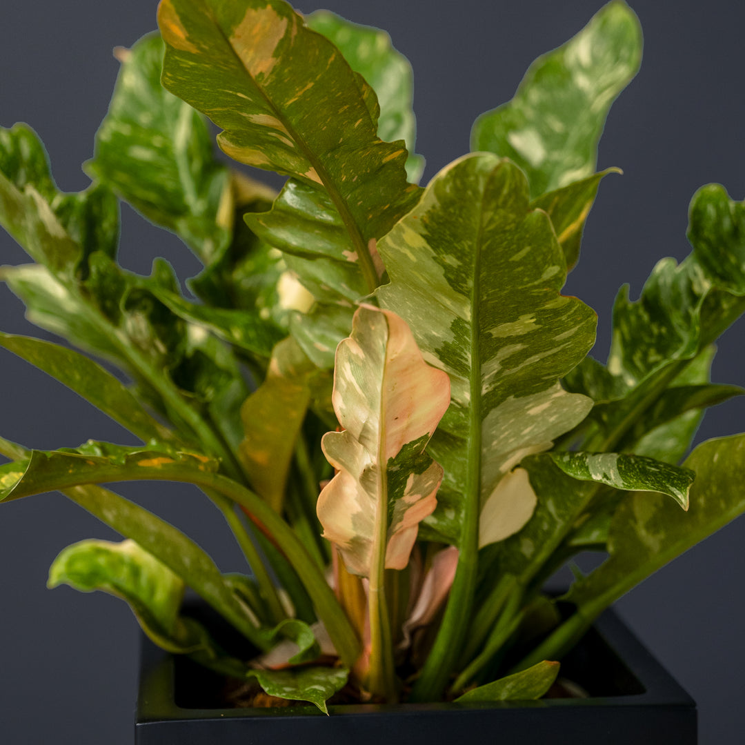 philodendron fraternum Philodendron Ring of Fire (Philodendron serratum) 10 in