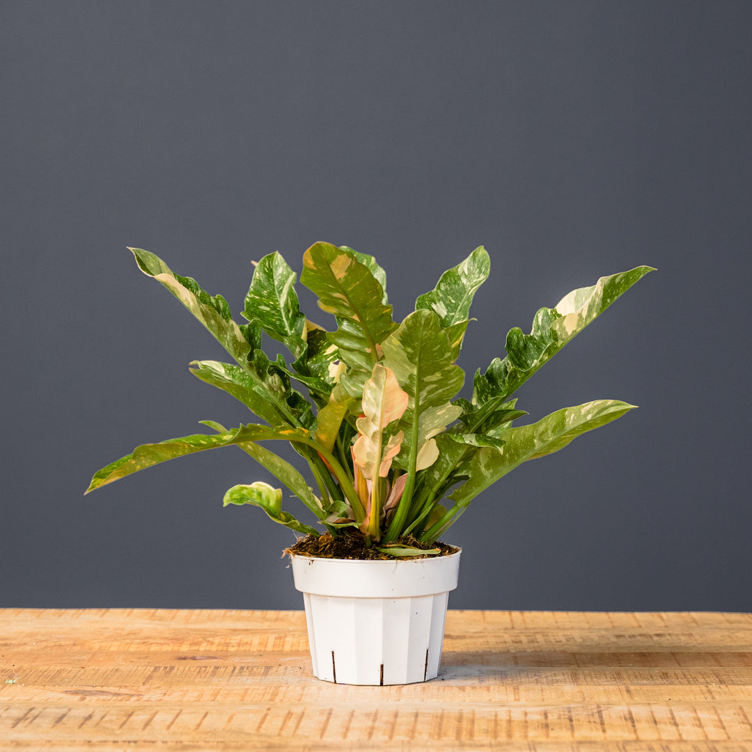philodendron fire ring Philodendron Ring of Fire (Philodendron serratum)