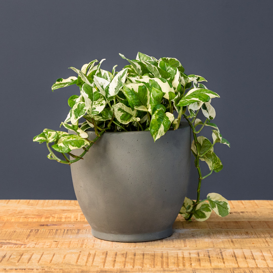 njoy pothos growth rate Pothos