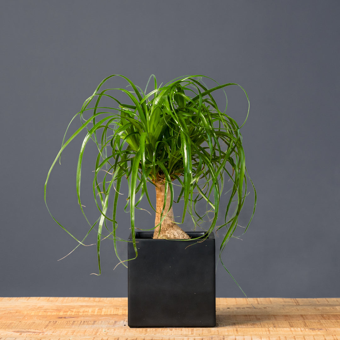 nolina recurvata ponytail palm Ponytail Palm (Beaucarnea recurvata) 10 in