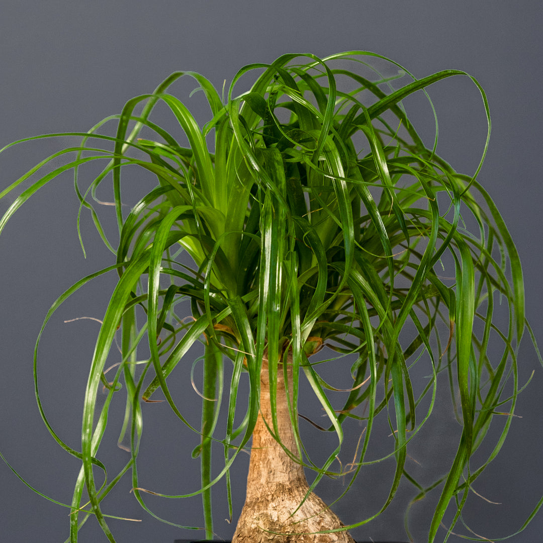 bonsai ponytail palm Ponytail Palm (Beaucarnea recurvata) 10 in