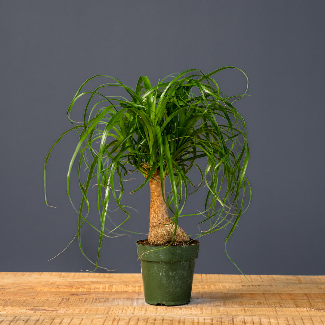 curly ponytail palm Ponytail Palm (Beaucarnea recurvata) 10 in