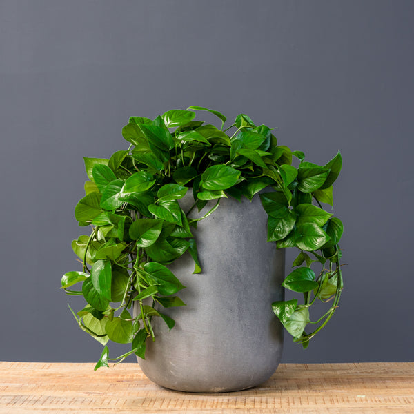 jade pothos plants Pothos