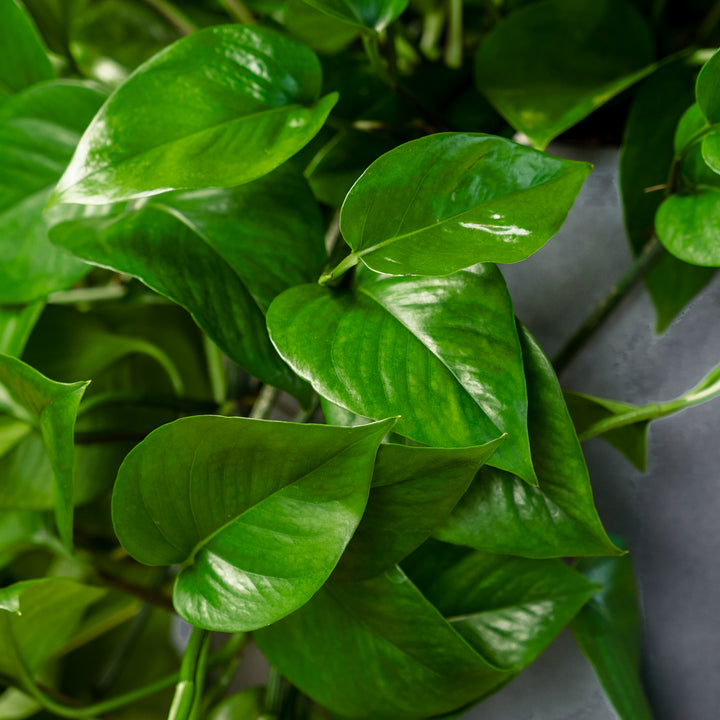 Jade Pothos (Epipremnum aureum 'Green Jade') 8 in