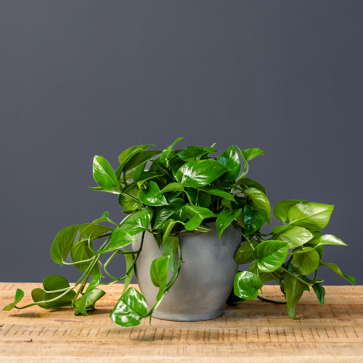 Jade Pothos (Epipremnum aureum 'Green Jade') 6 in