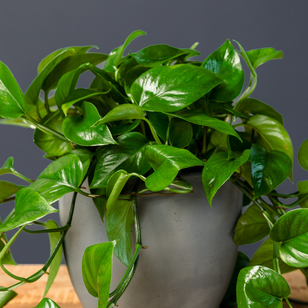 Jade Pothos (Epipremnum aureum 'Green Jade') 6 in