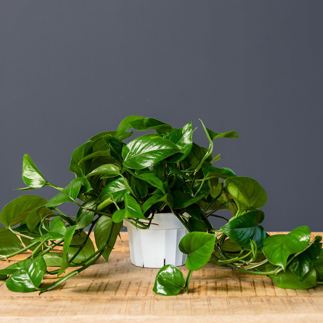 Jade Pothos (Epipremnum aureum 'Green Jade') 6 in