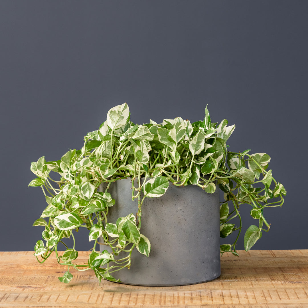 pothos n joy variegated Pothos