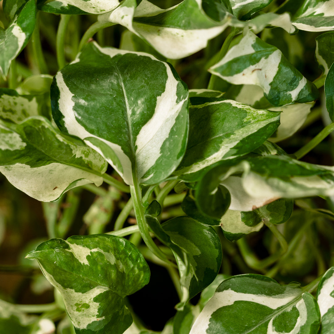 pothos n joy variegated Pothos