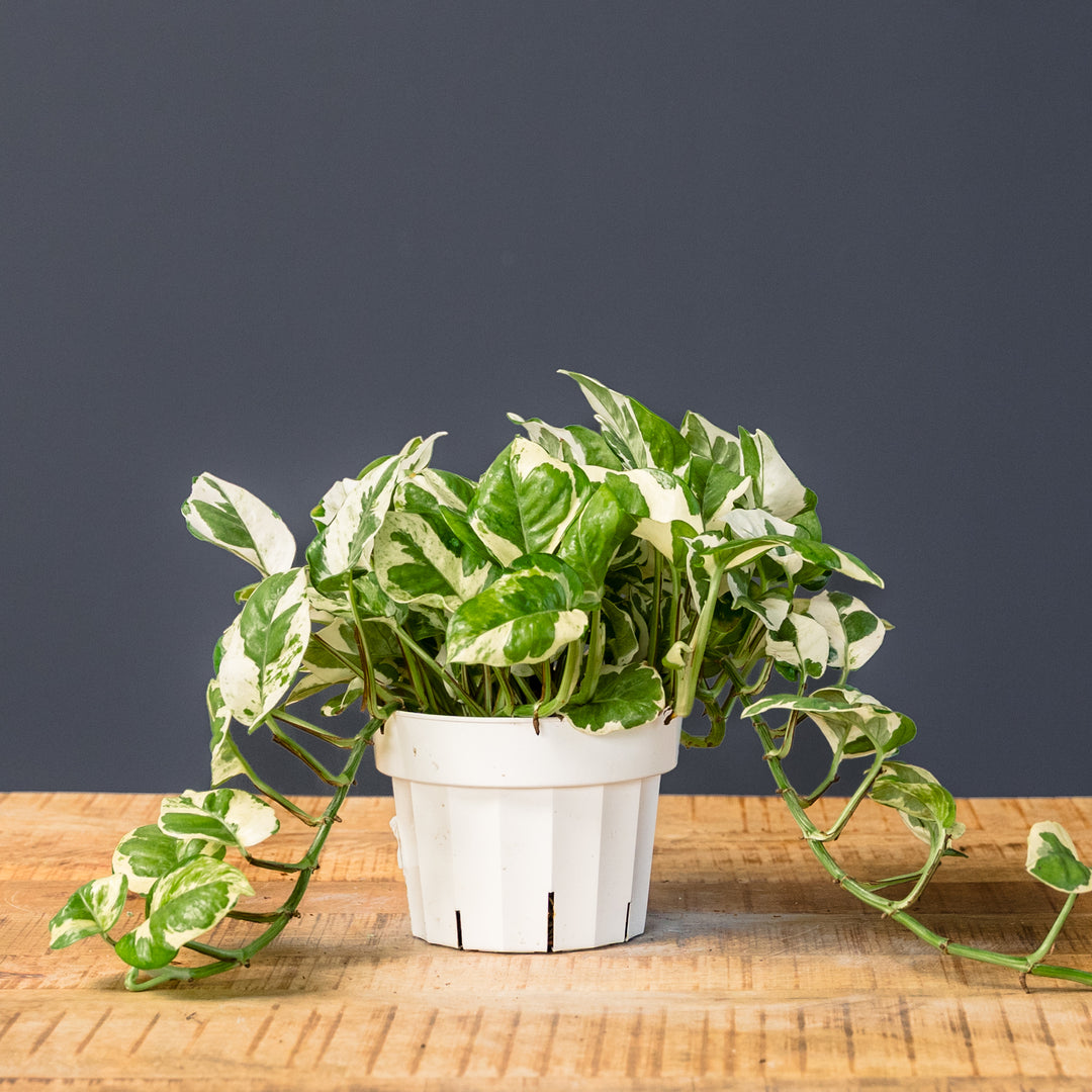 njoy pothos scientific name Pothos