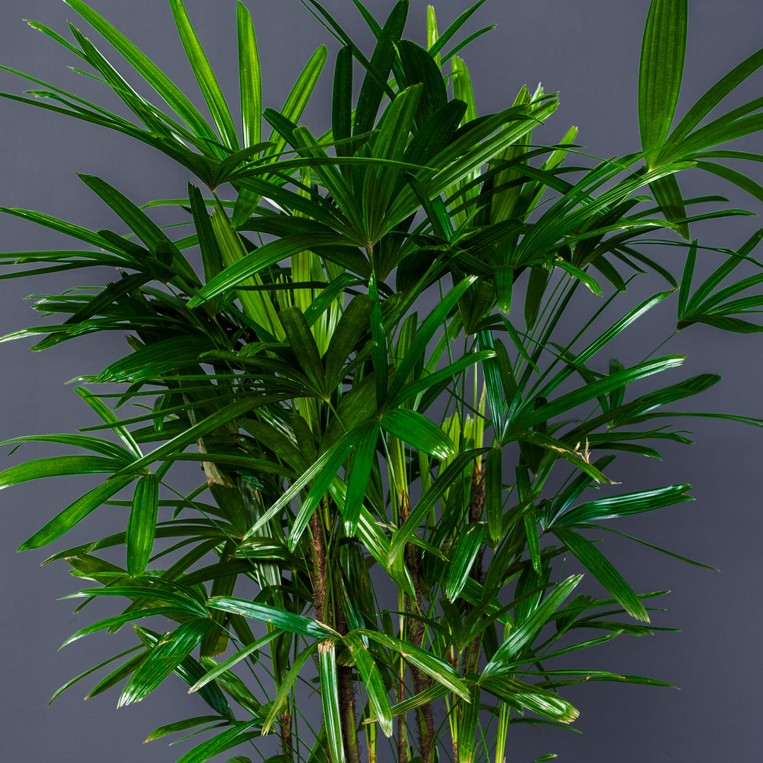 rhapis palm plant Palm