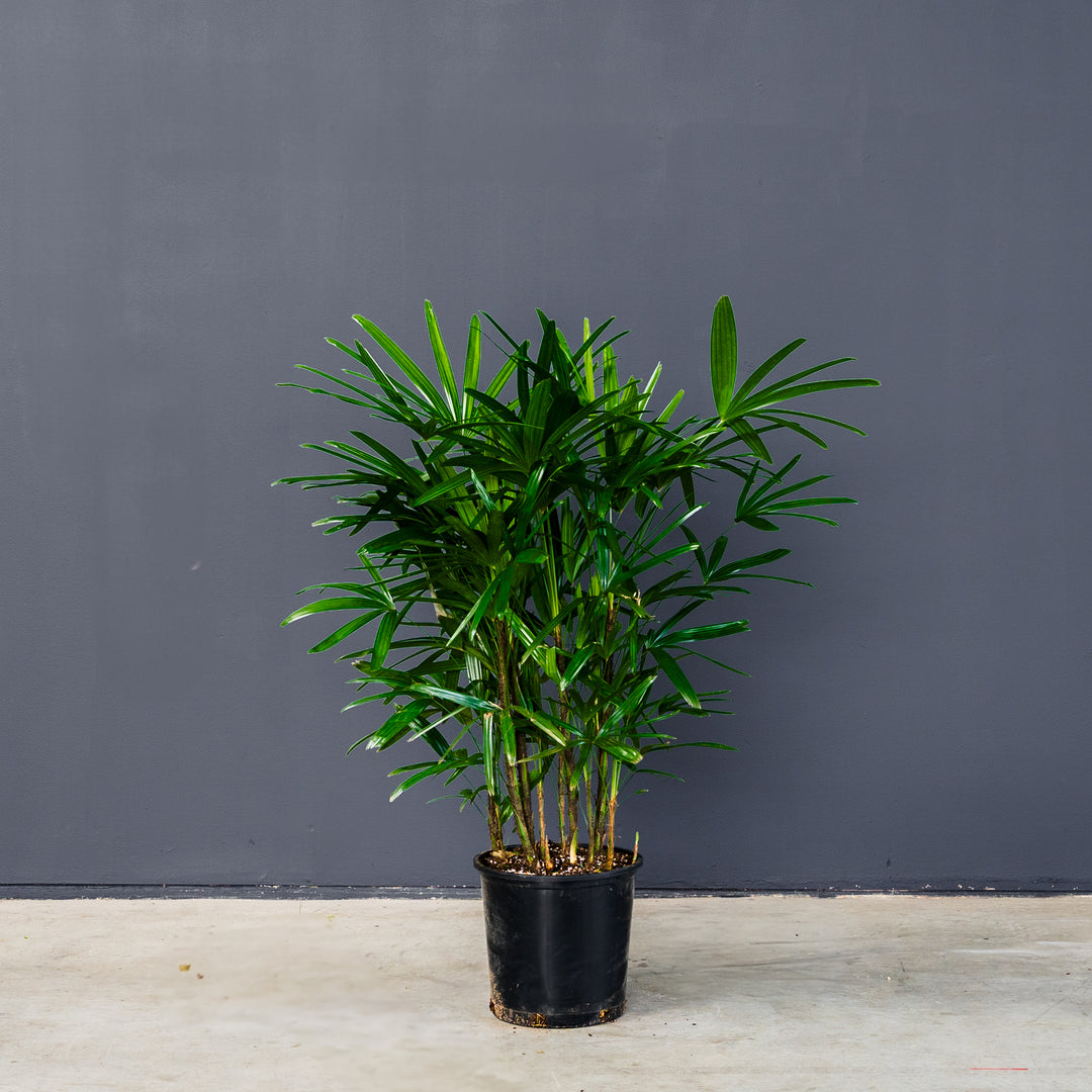 rhapis indoor plant Palm