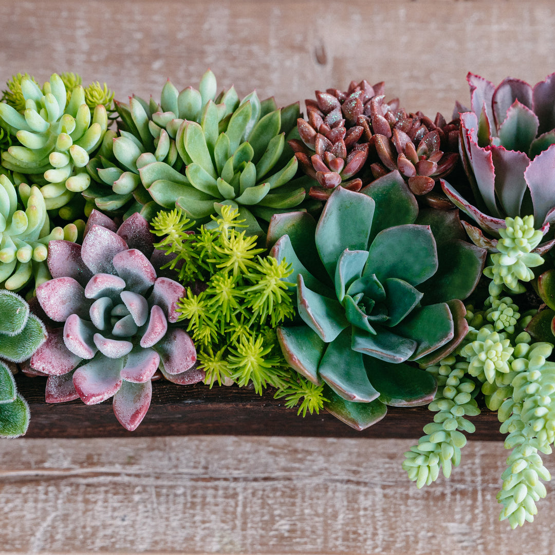 planted succulents centerpieces Succulent Centerpiece Arrangement