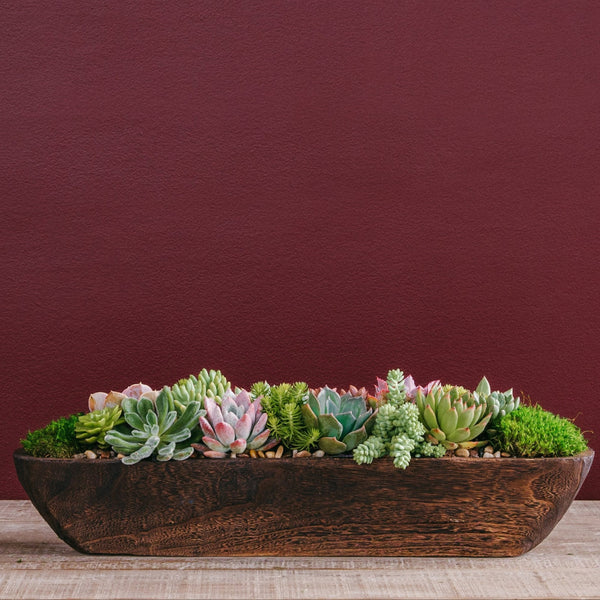 harry and david succulent centerpiece Succulent Centerpiece Arrangement – Rolling Greens