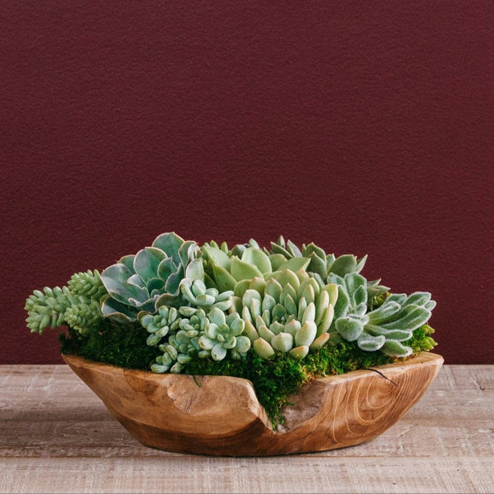 Succulent Centerpiece Bowl